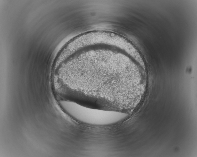 X0000111181331200908121102