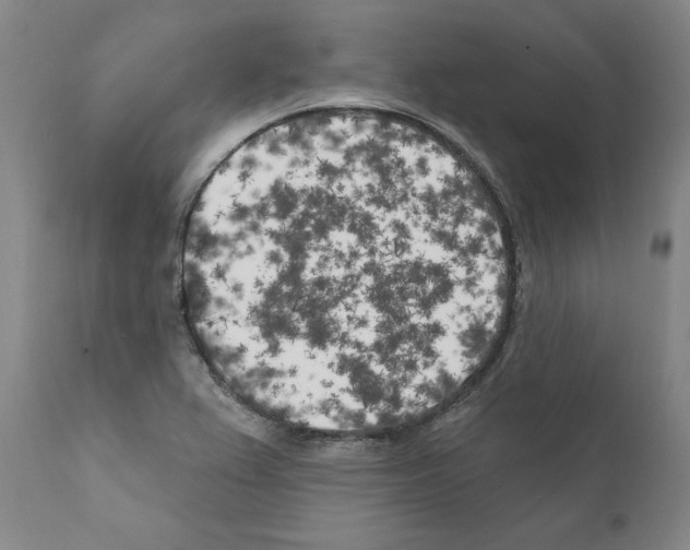 X0000111181367200908121101