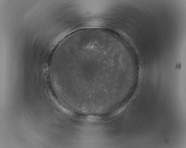 X0000111181449200908121100