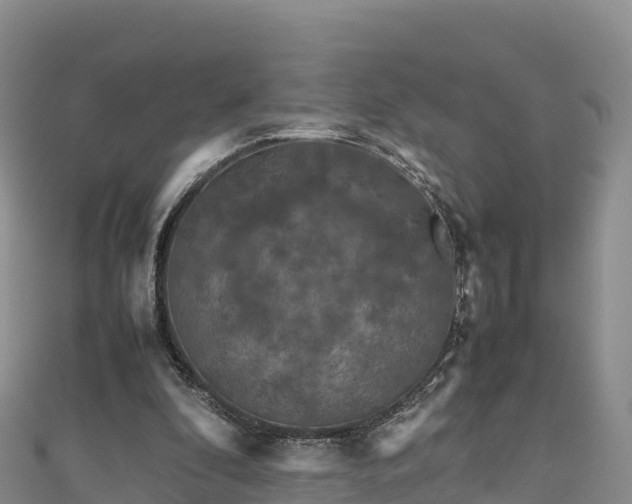 X0000111190296200907081302