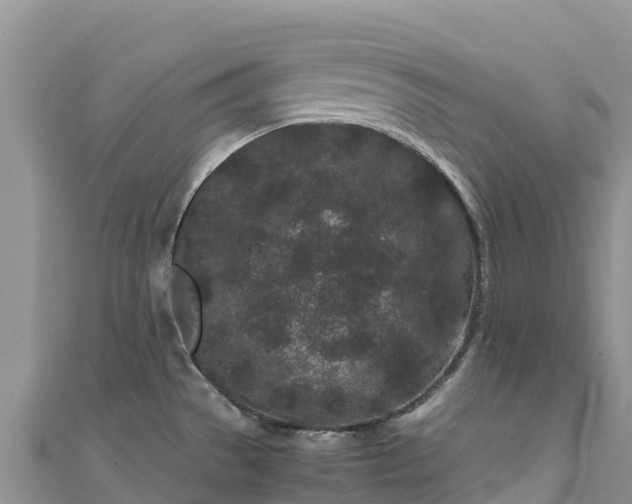 X0000111191529200907081246