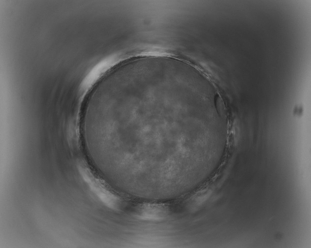 X0000111190296200907151356