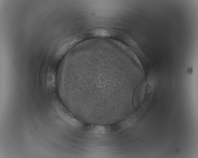 X0000111190330200907151355