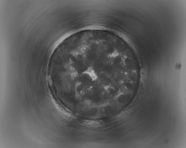 X0000111191229200907151341