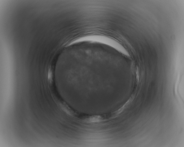 X0000111190124200907291211