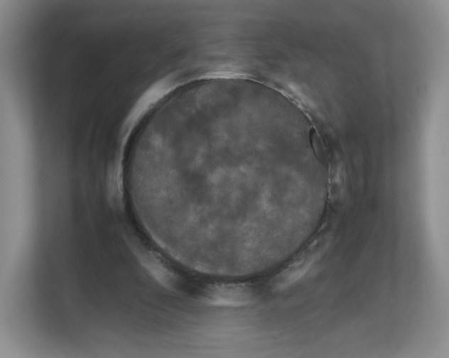 X0000111190296200907291209