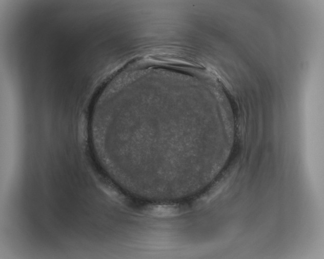 X0000111190303200907291209