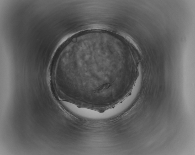 X0000111191024200907291159