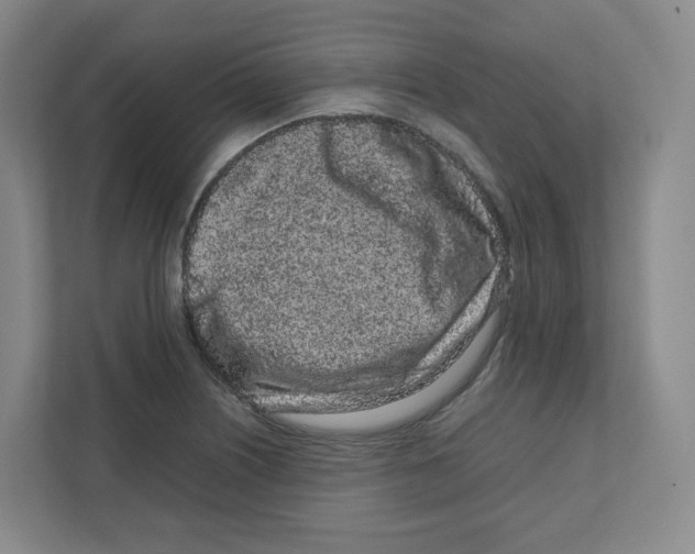 X0000111191226200907291157