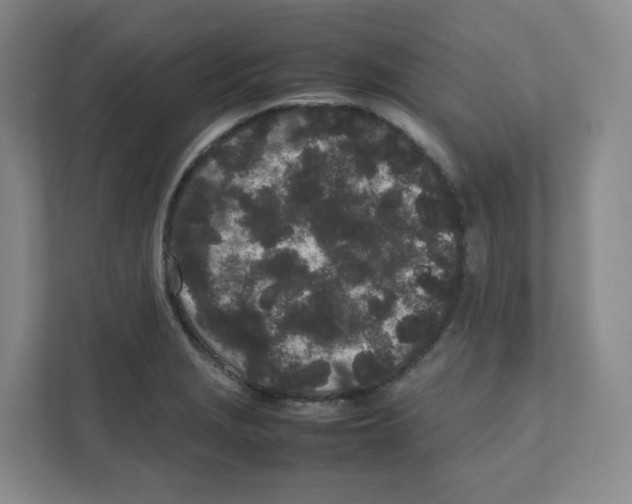 X0000111191229200907291157