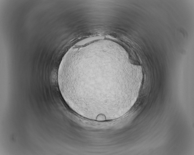X0000111190048200908121057