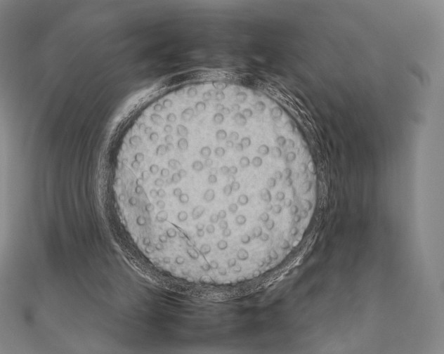 X0000111190149200908121055