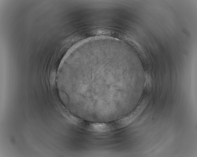 X0000111190189200908121055