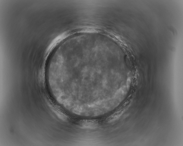 X0000111190296200908121054
