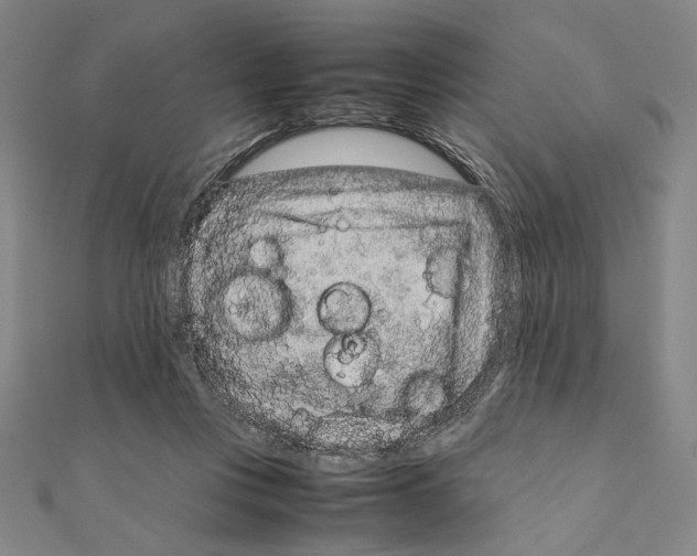X0000111190359200908121053
