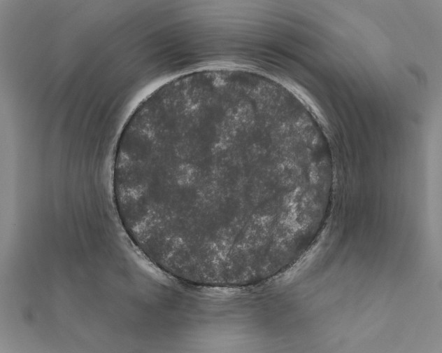 X0000111190854200908121045