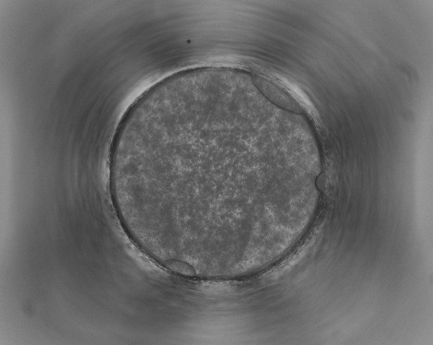 X0000111190944200908121044