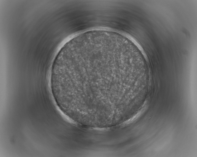 X0000111191245200908121040