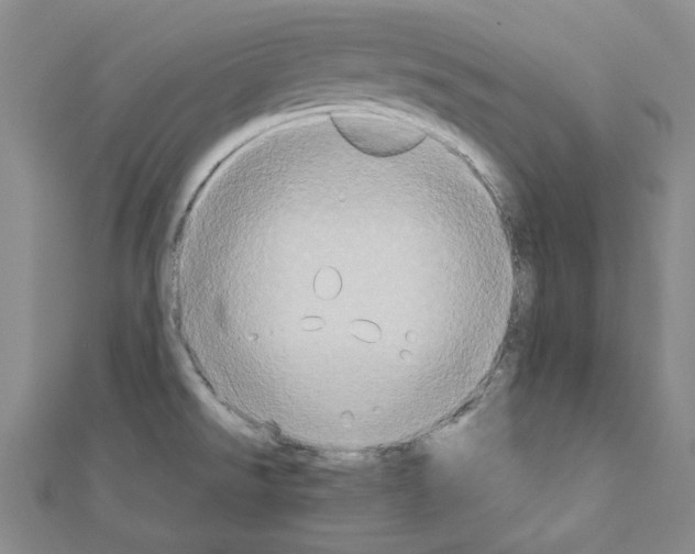 X0000111191526200908121036