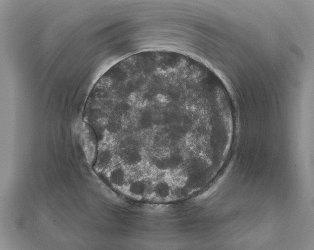 X0000111191529200908121036