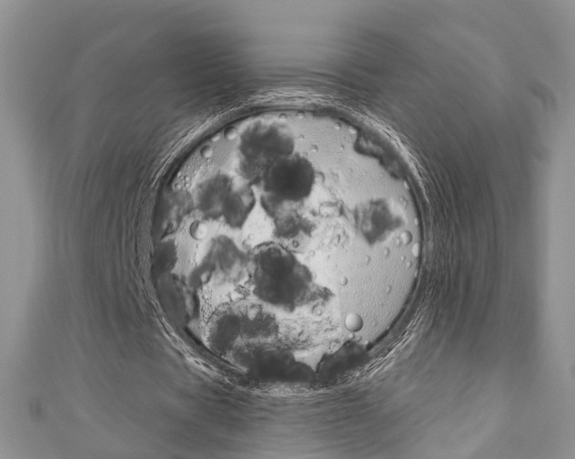X0000111200529200907011032