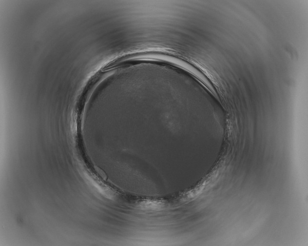 X0000111200350200907011438