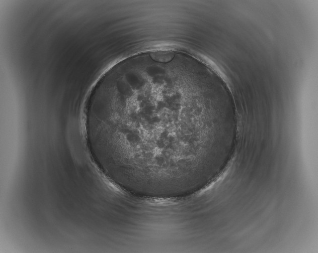 X0000111200835200907081240