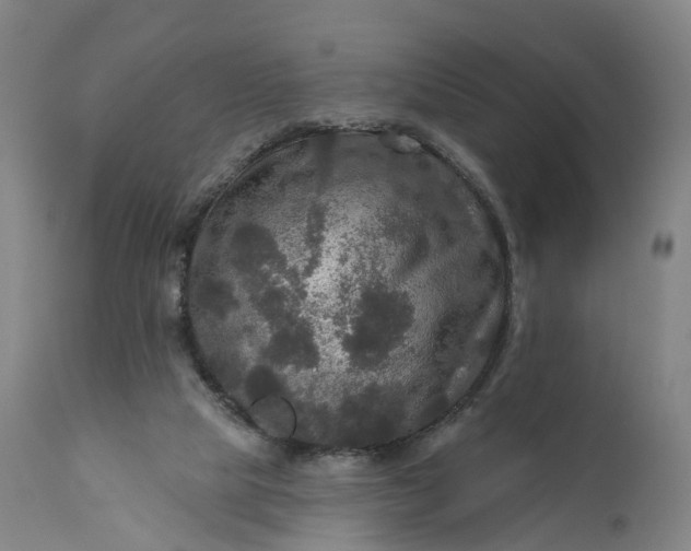 X0000111200065200907151424