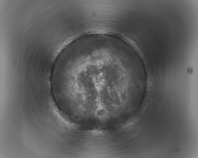 X0000111200394200907151419