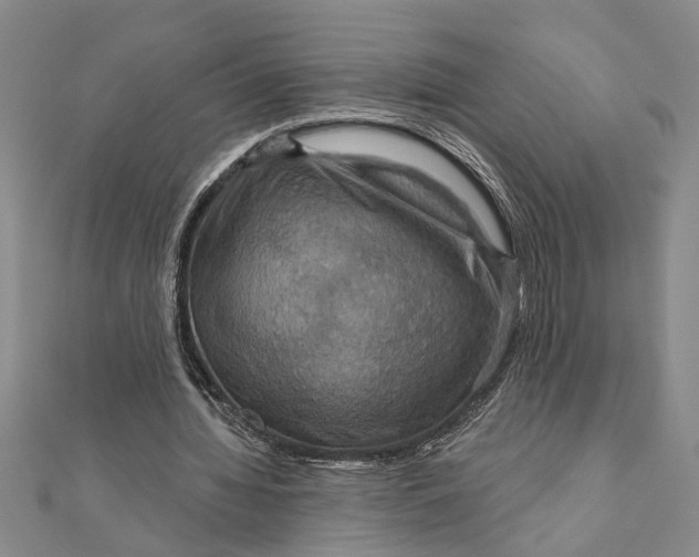 X0000111200436200907291233