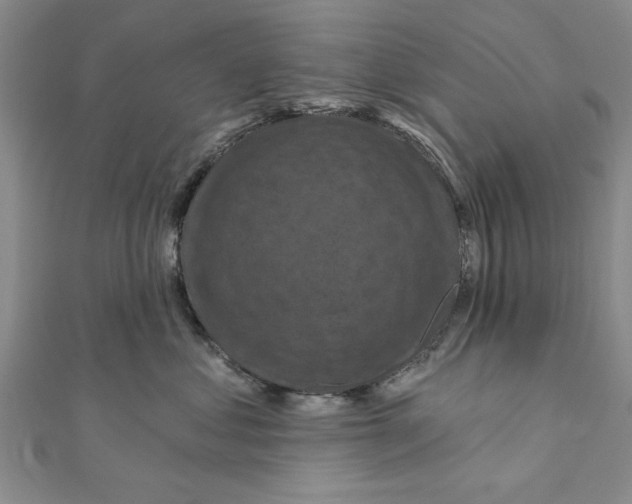 X0000111200621200907291231