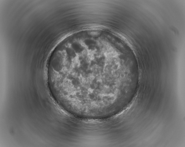 X0000111200835200907291228