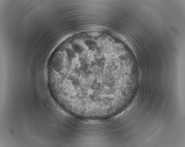 X0000111200835200908121108