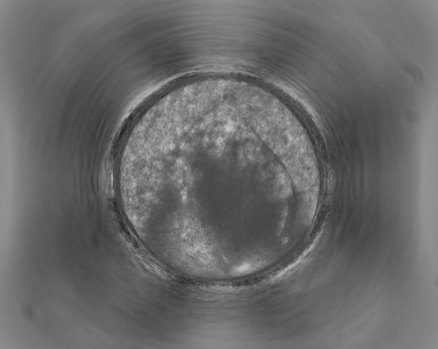 X0000111200925200908121107