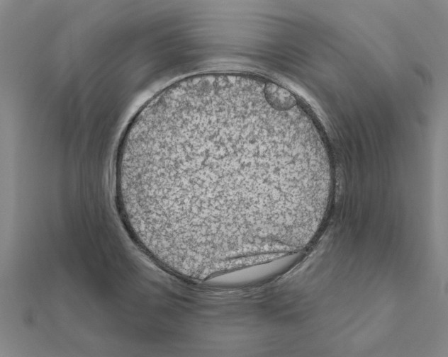 X0000111201467200908121059