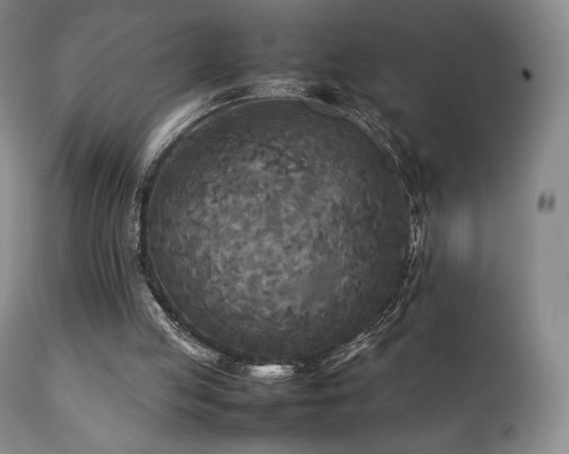 X0000111210053200907011455