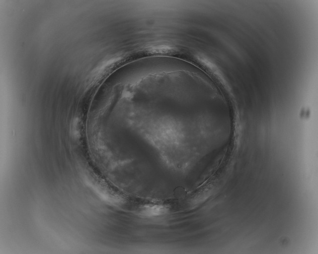 X0000111210161200907011453