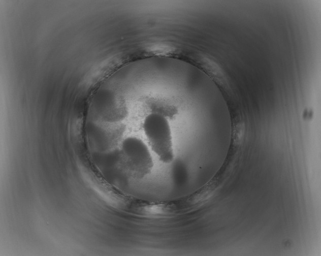 X0000111210365200907011451