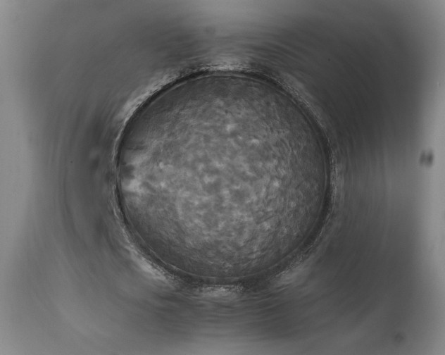 X0000111210721200907011443