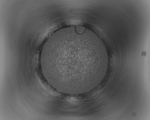 X0000111210739200907011443