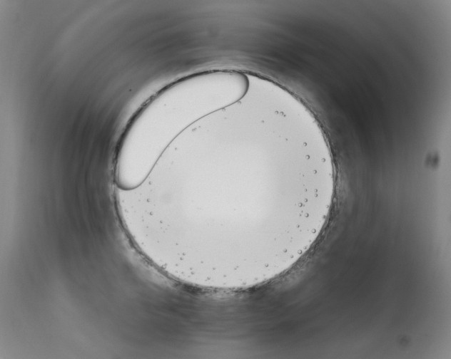 X0000111210950200907011440