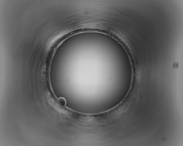 X0000111210971200907011439