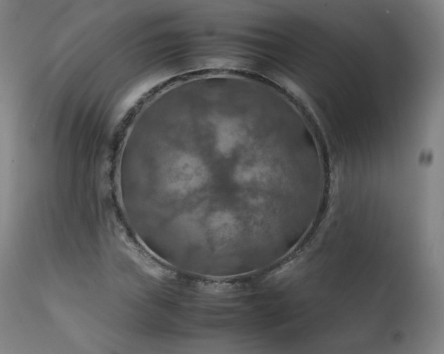 X0000111211019200907011438