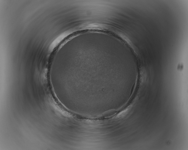 X0000111211066200907011438