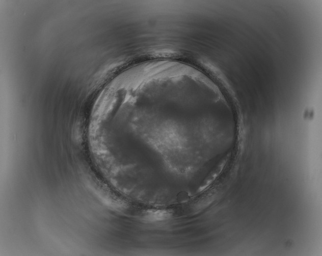 X0000111210161200907151445