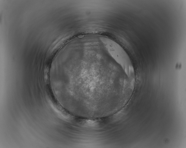 X0000111210166200907151445