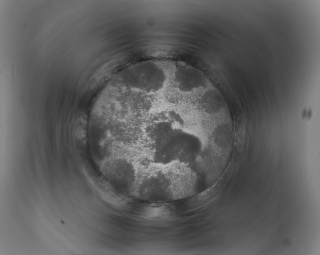 X0000111210175200907151446