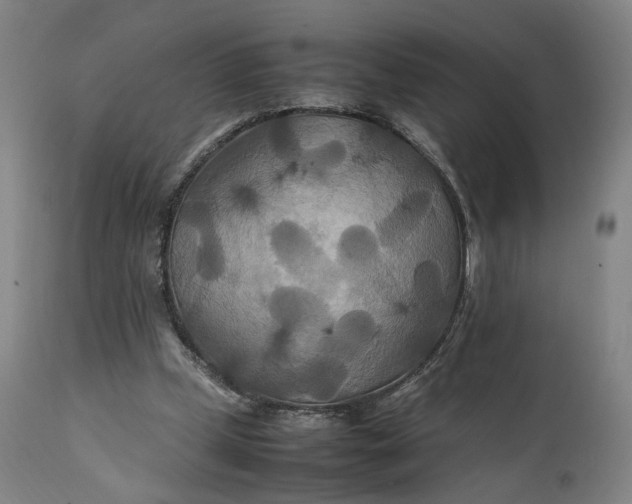 X0000111210249200907151444