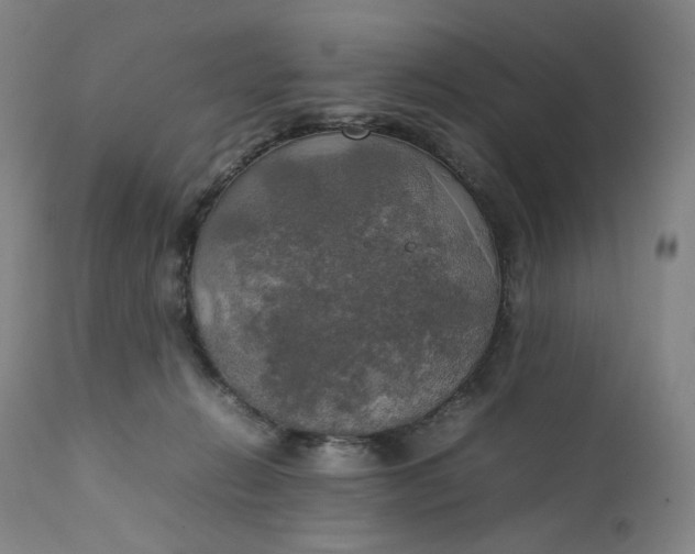 X0000111210270200907151444