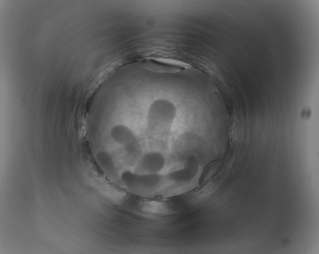 X0000111210285200907151444